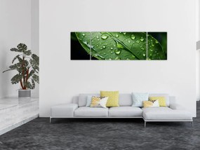 Obraz - Liść po deszczu (170x50 cm)