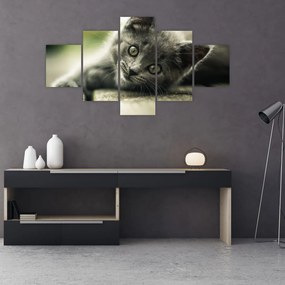 Obraz kotka (125x70 cm)