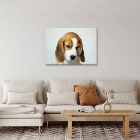 Obraz Beagle (70x50 cm)