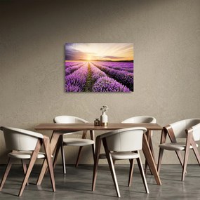 Obraz na szkle - Wschód słońca na polu lawendy (70x50 cm)