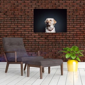 Obraz na szkle labradora (70x50 cm)