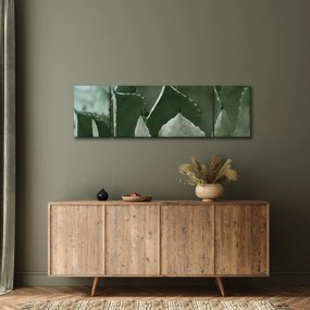 Obraz - Zielona agawa (170x50 cm)