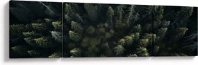 Obraz - Las (170x50 cm)