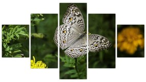 Obraz - biały motyl (125x70 cm)