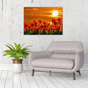 Obraz kwitnącego pola z tulipanami (70x50 cm)