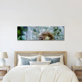 Obraz przekwitniętego dmuchawca (170x50 cm)