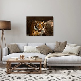Obraz na szkle - tygrys (70x50 cm)