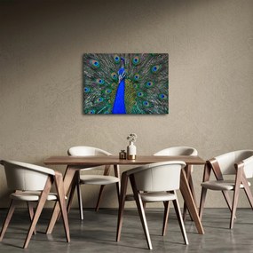 Obraz - Paw (70x50 cm)