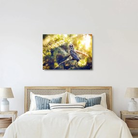 Obraz na szkle sowy na drzewie (70x50 cm)
