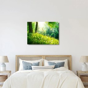Obraz na szkle - Magiczna łąka pełna mniszków lekarskich (70x50 cm)