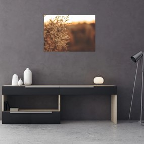 Obraz na szkle kwitnącej trawy (70x50 cm)