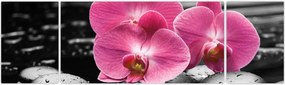 Obraz - Różowe orchidee (170x50 cm)