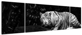Obraz - Tygrys albinos, czarno - biały (170x50 cm)