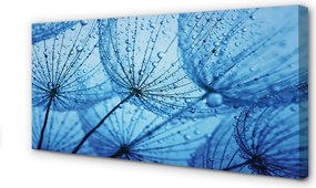 Obraz drukowany na płótnie Puszyste Dmuchawce z Rosą