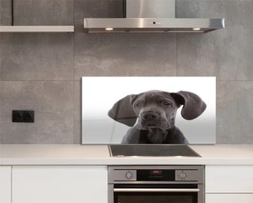 Panel szklany do Kuchni Portret Brązowego Psa