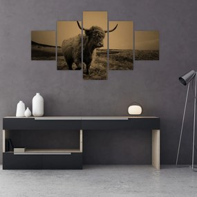 Obraz - Szkocka krowa na wolności (125x70 cm)