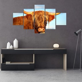Obraz -Szkocka krowa (125x70 cm)