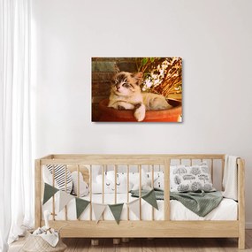 Obraz na szkle kota w doniczce (70x50 cm)