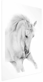 Plakat Biały koń 40x60 cm bez ramy z marginesem ARTGEIST B