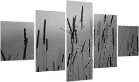 Obraz - źdźbła trawy (125x70 cm)