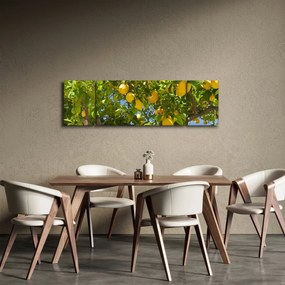 Obraz - Drzewo cytrynowe (170x50 cm)