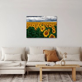 Obraz pola słoneczników (70x50 cm)