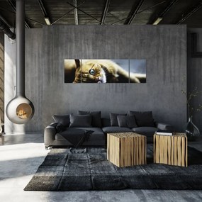 Obraz kota (170x50 cm)