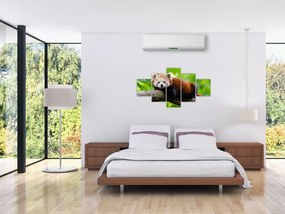 Obraz pandy czerwonej (125x70 cm)