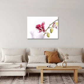 Obraz kwiatu orchidei (70x50 cm)