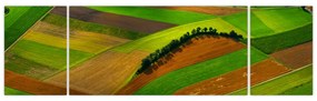 Obraz - Pola, łąki (170x50 cm)