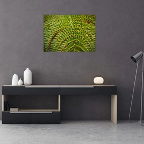 Obraz na szkle - Paproć (70x50 cm)
