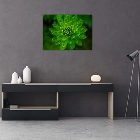Obraz drzewa iglastego (70x50 cm)