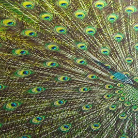 Obraz - Paw (z zegarem) (90x30 cm)