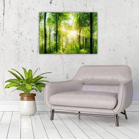 Obraz - Świt w lesie (70x50 cm)
