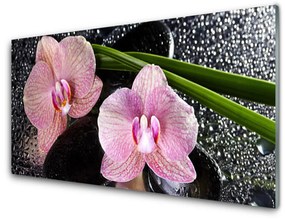 Obraz Akrylowy Kwiaty Orchidea Storczyk Zen