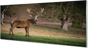 Panel nad Blat Kuchenny Spokój Jelenia na Polanie
