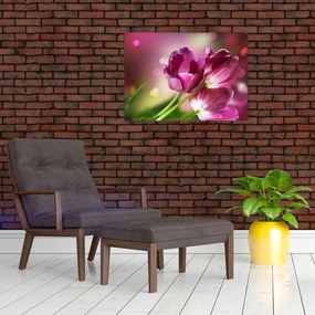 Obraz różowych tulipanów (70x50 cm)