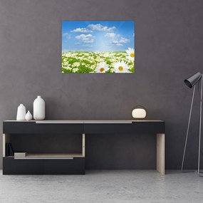 Obraz kwitnącej łąki ze stokrotkami (70x50 cm)