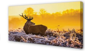 Duży obraz na płótnie Jeleń o Zimowym Wschodzie Słońca