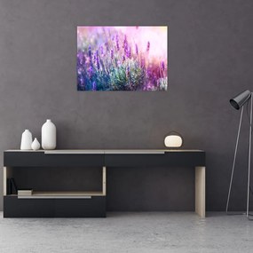 Obraz - Lawenda w słońcu (70x50 cm)