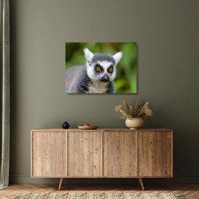 Obraz na szkle lemura (70x50 cm)