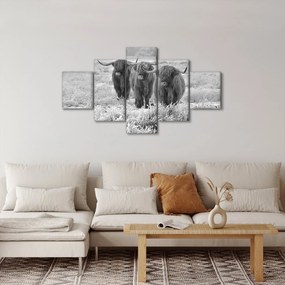 Obraz - Szkockie krowy, czarno - biały (125x70 cm)