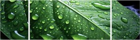 Obraz - Szczegół liścia po deszczu (170x50 cm)
