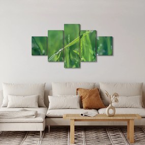 Obraz kropli rosy (125x70 cm)