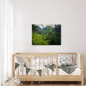 Obraz tarasów ryżowych Tegalalang, Bali (70x50 cm)