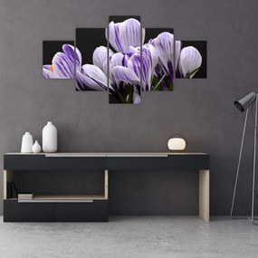 Obraz - Fioletowe krokusy (125x70 cm)