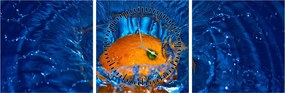 Obraz - pomarańcza w wodzie (z zegarem) (90x30 cm)