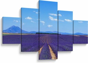 Obraz - Pole lawendy (125x70 cm)