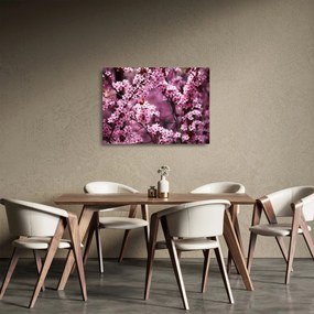 Obraz na szkle - Różowa sakura (70x50 cm)