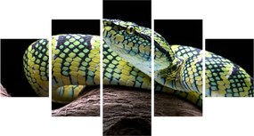 Obraz - Grzechotnik Waglera (125x70 cm)
